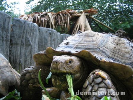 Tortoises in Avilon Zoo, Rizal Philippines